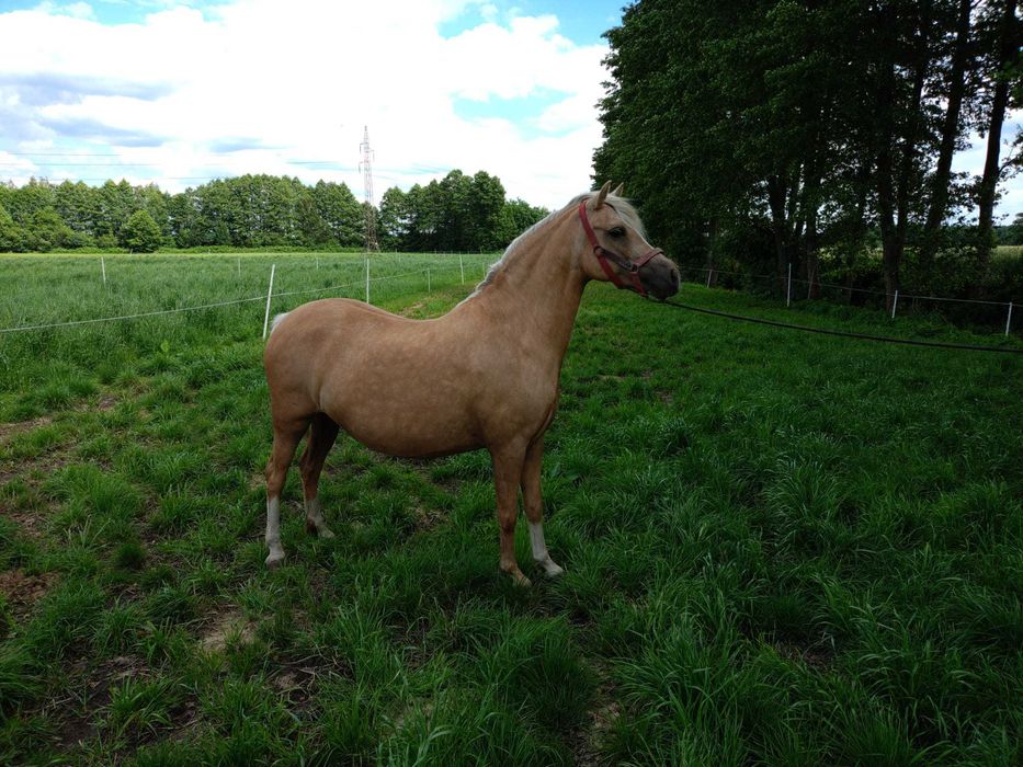 Sprzedam kuc kuce walijski klacz źrebak
