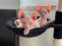 Gata sphynx com lop e afixo disponível