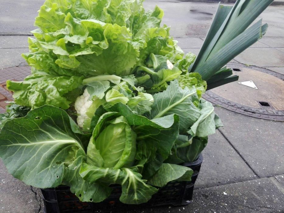 Vendo legumes caseiros