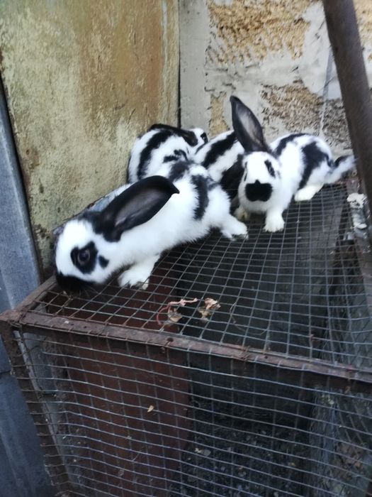 Кролики молодняк