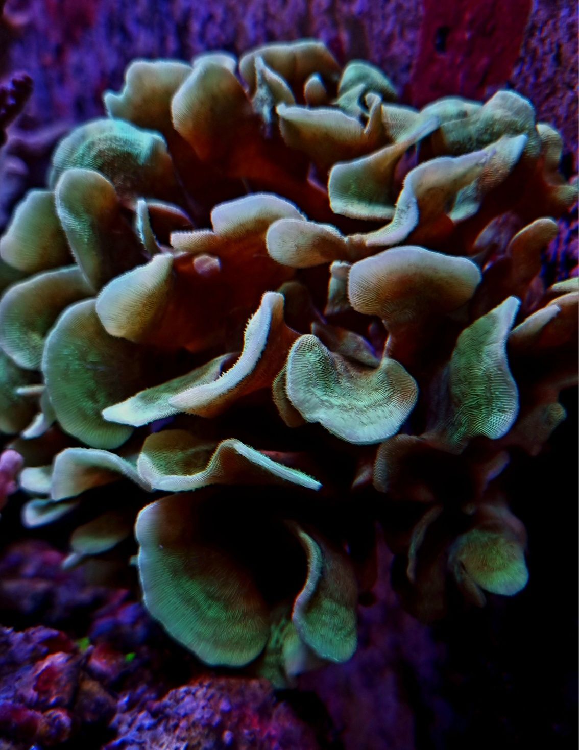 Pavona cactus koralowiec akwarium korskie koralowce łatwy