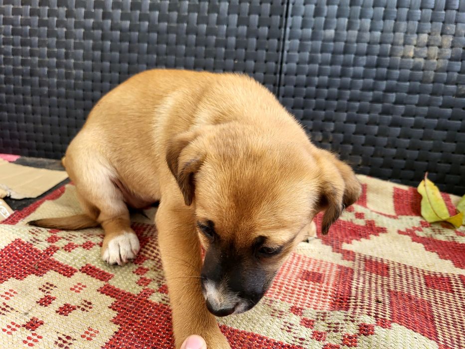 Cadelinhas para adoção