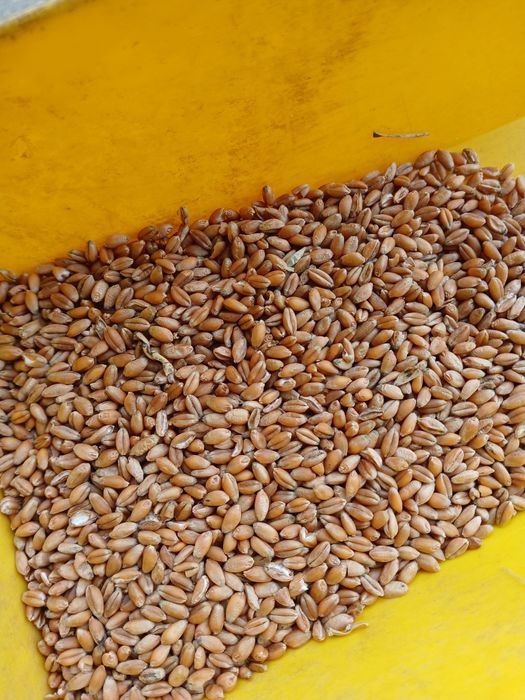 Pszenica ozima , pszenżyto ozime