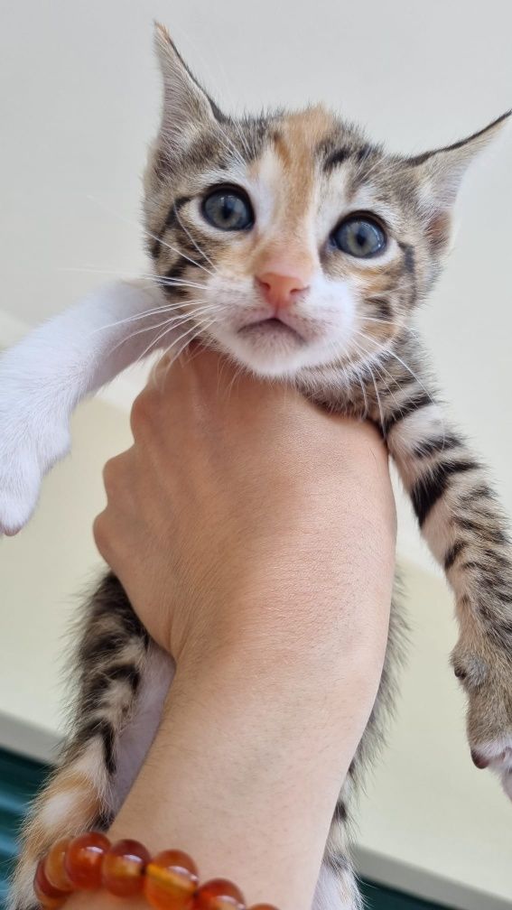 Gatinho para adoção responsável