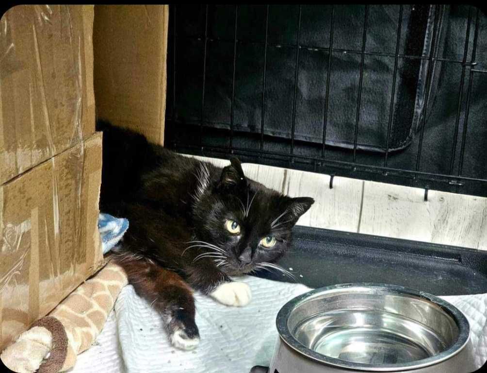Mika - kotka do adopcji