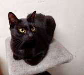 Kto adoptuje Candy?