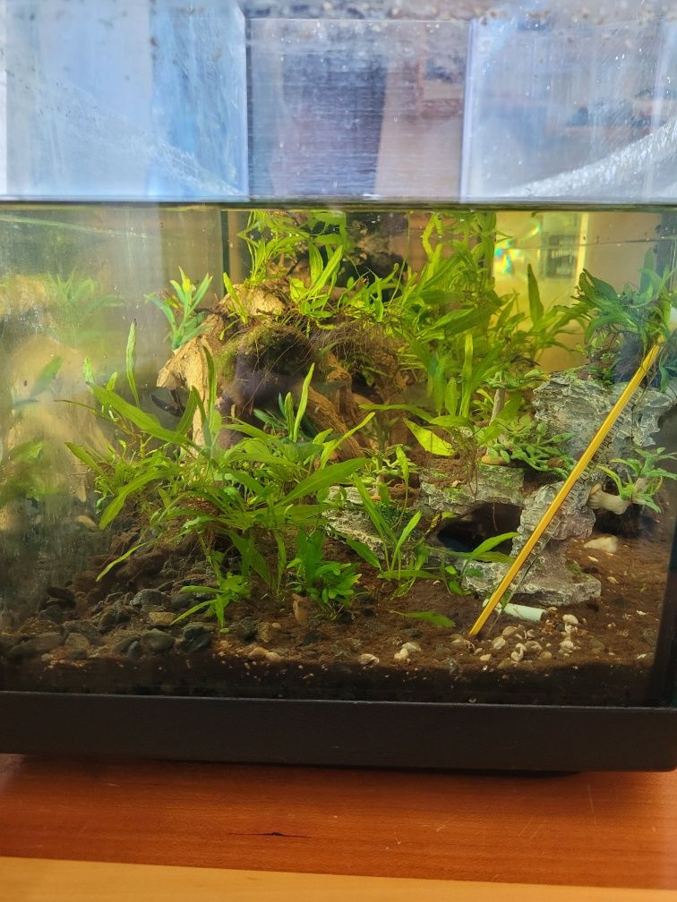 Akwarium z roślinami