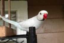 RingNeck Branco