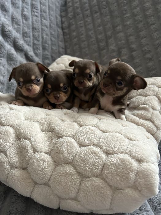 Шикарные малыши девочки и мальчики