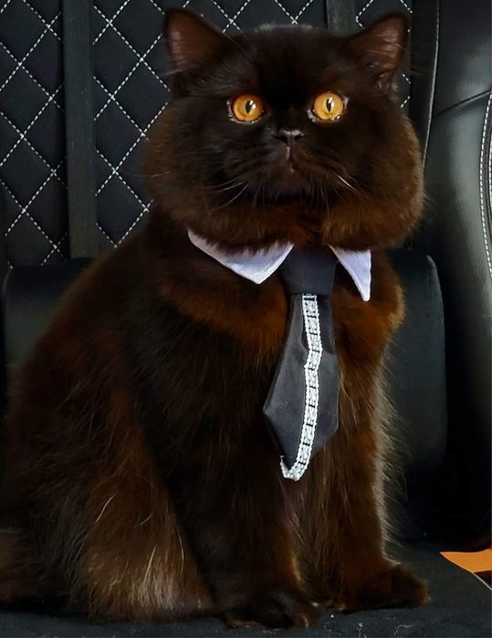 Szkocki kocurek już do odbioru WCF