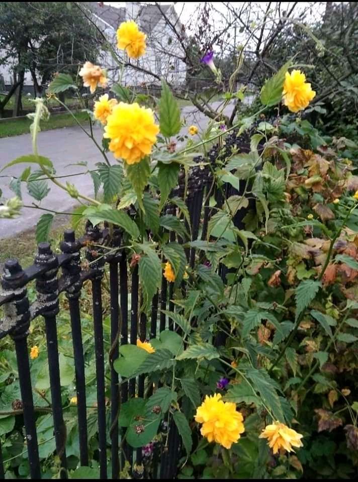 Кущі керії, спіреї