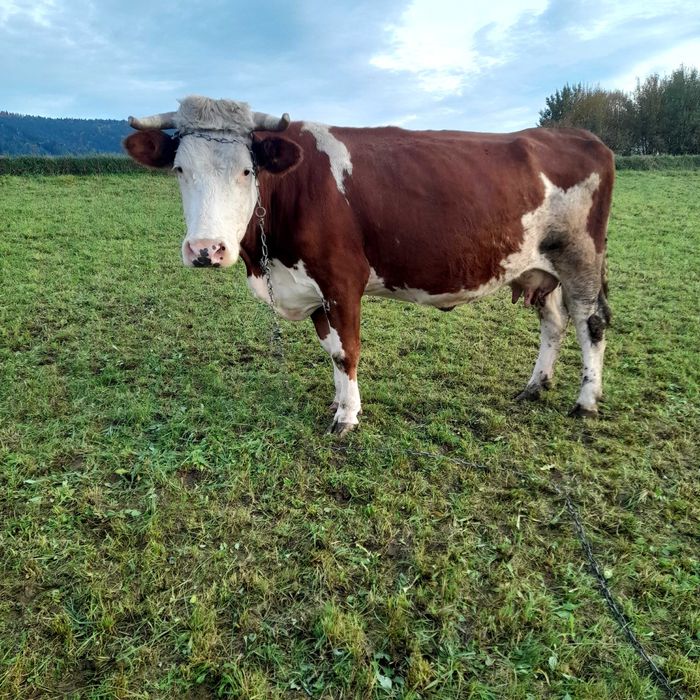 Krowa cielna spokojna