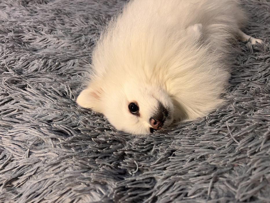 Вʼязка шпіц  білий