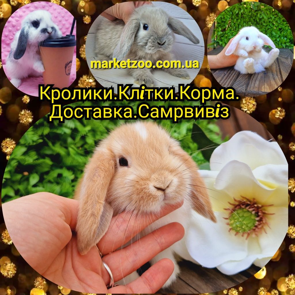 Мини мiнi mini lop карликовые кролики карликовi декоративнi декоративн