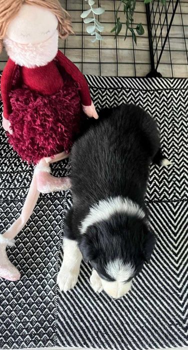Border Collie - suczka