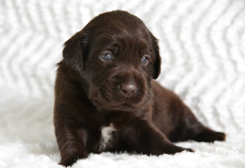 Piękny Szczeniak Labrador Retriever