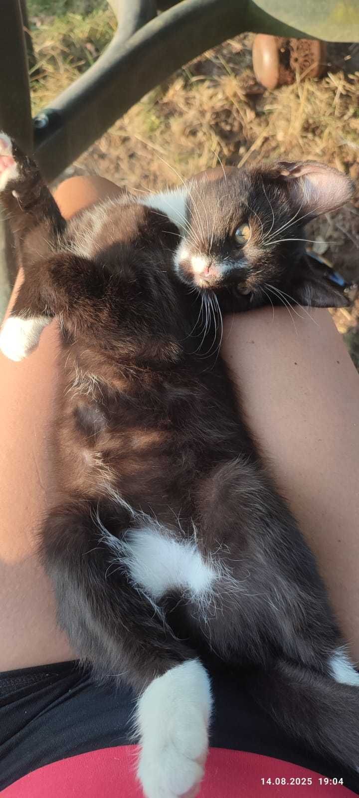 Armiś kocurek do adopcji
