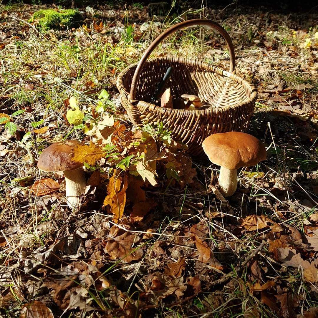 domek letniskowy nad jeziorem, Mazury, raj dla wędkarzy, z psem