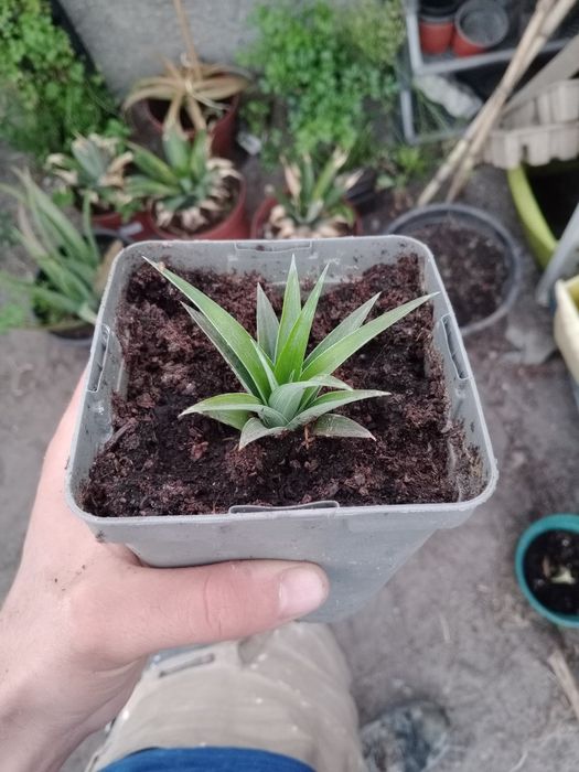 Muda de Ananás de 2025