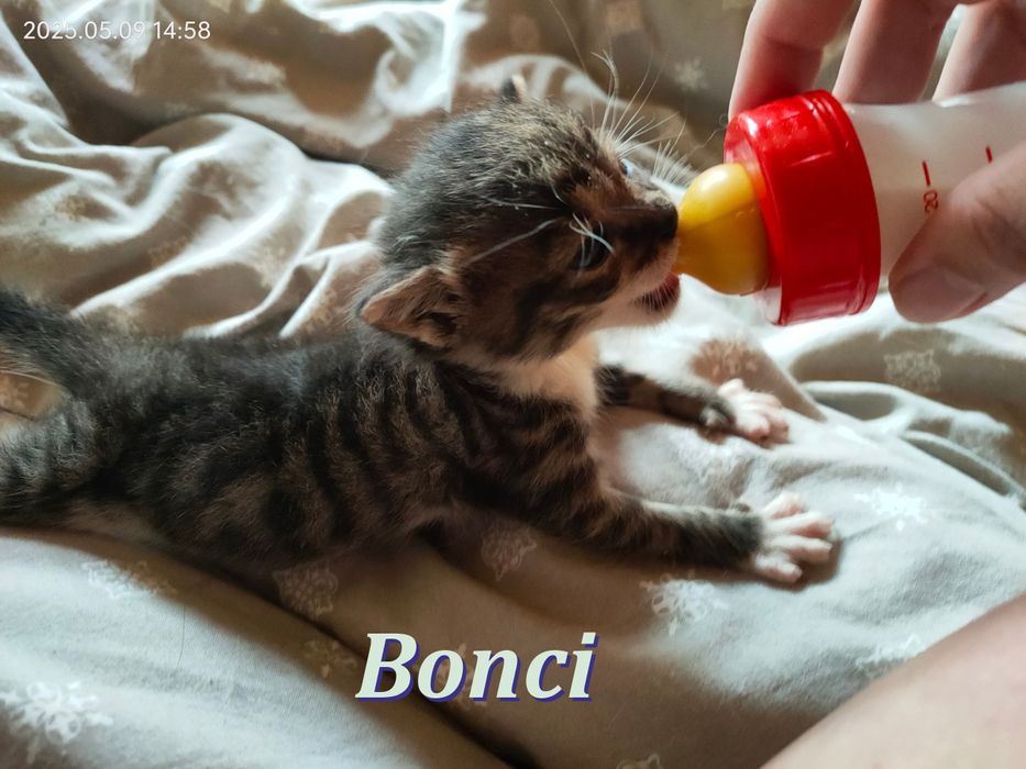 Bonci - kocurek wychowany z persem