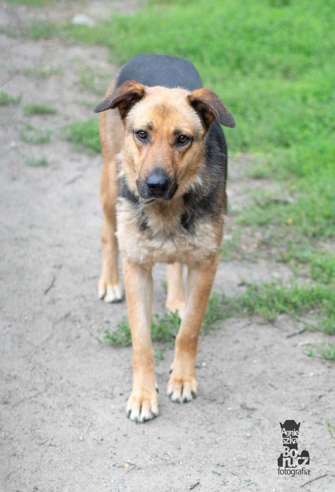 Lola szuka domu -schronisko Zgierz-akualne