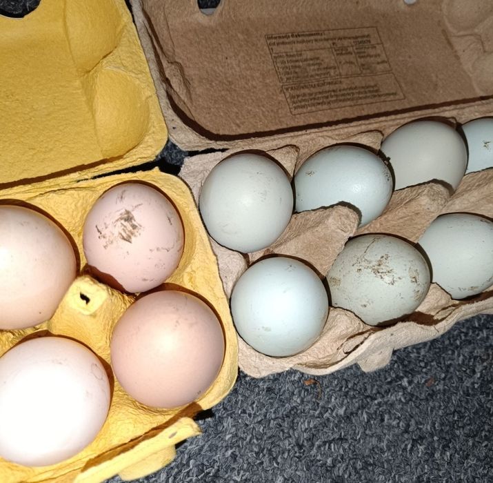 Jajka wiejskie naturalne