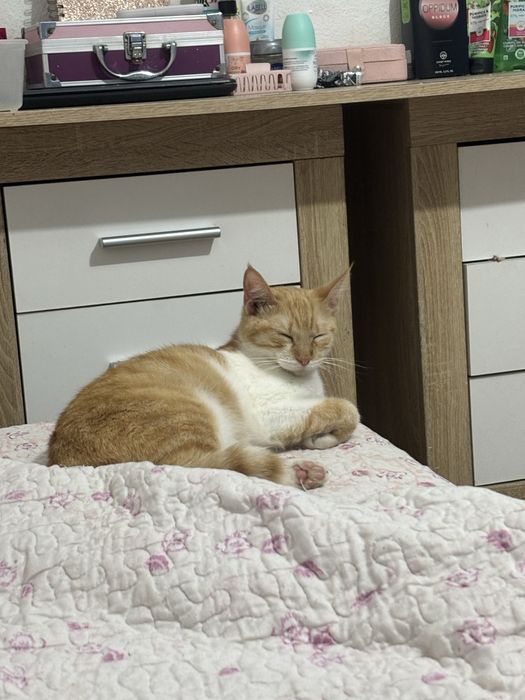 Gata para adoção