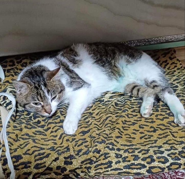 Киця шукає дім! 10 місяців. Стерилізована