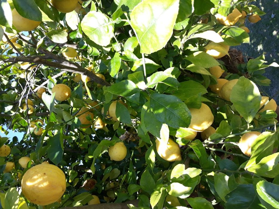 Limões Boa qualidade 1€ / kg