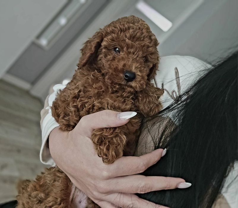 Pudelek toy red brown Aslan- badania genetyczne