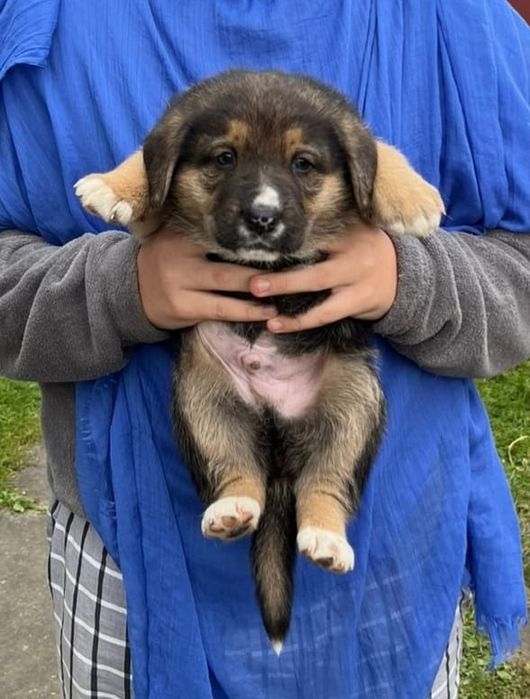 Віддам в добрі руки, цуценят