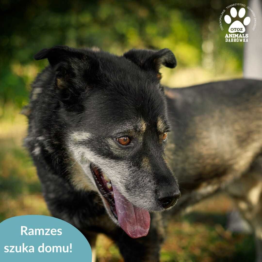 Ramzes szuka domu!