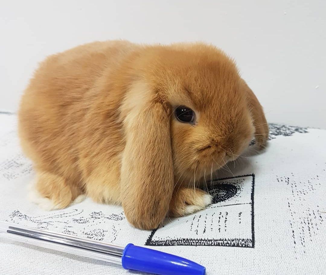 KIT Coelhos anões orelhudos, mini lop super inteligentes e dóceis