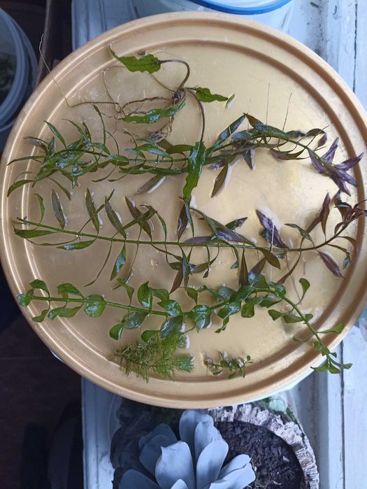 Акваріумні рослини та креветки