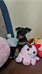 Pinscher miniatura  preto afogueado