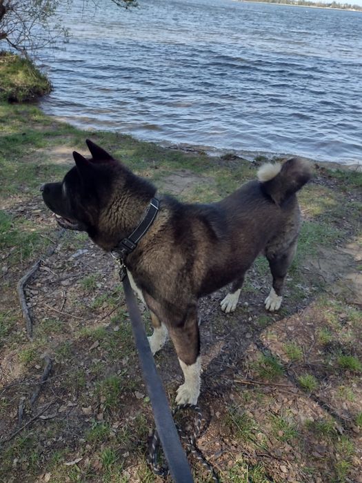 Akita Amerykanska FCI piesek zkwp