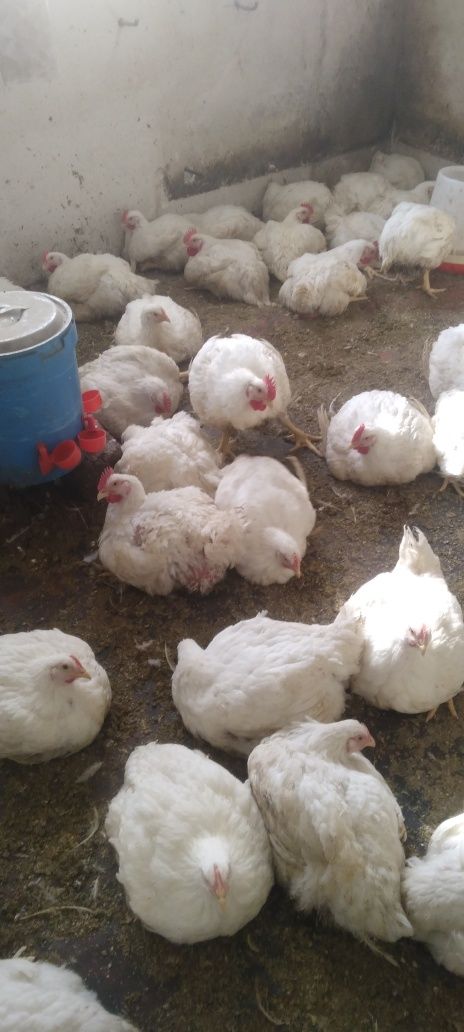 Продам мясо домашних бройлеров