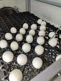 Инкубационные яйцо Кобб 500