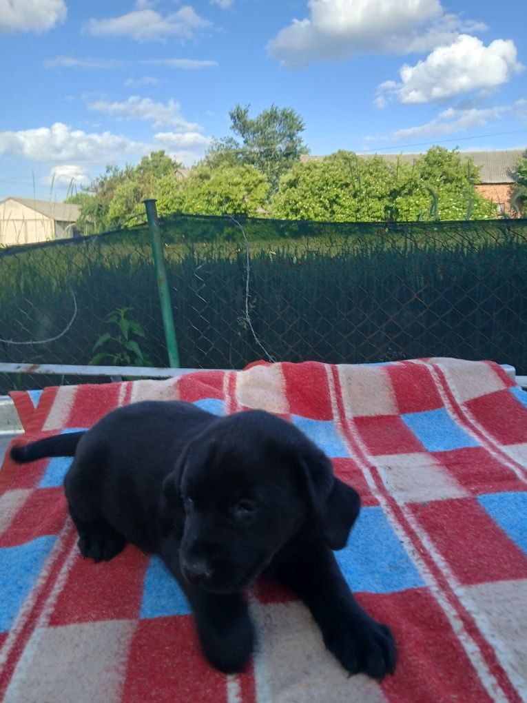 Sprzedam szczeniaka labradora