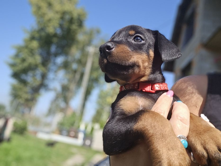 Doberman suczka Morgana