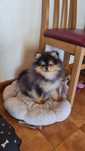 Suczka black&tan ZKwP szpic miniaturowy pomeranian