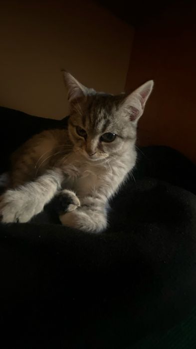 Отдам в добрые руки Девочка