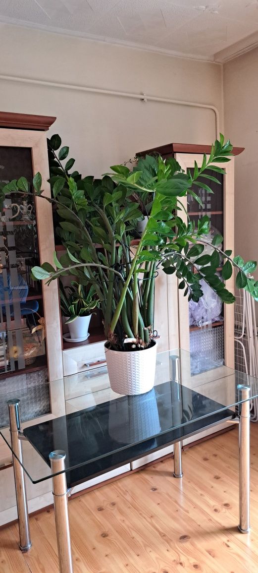 Kwiat Zamiokulkas Zamiolistny Zamioculcas