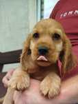 Śliczny  piesek Cocer Spaniel z rodowodem