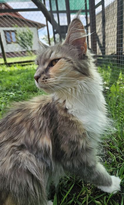 Kotka maine coon