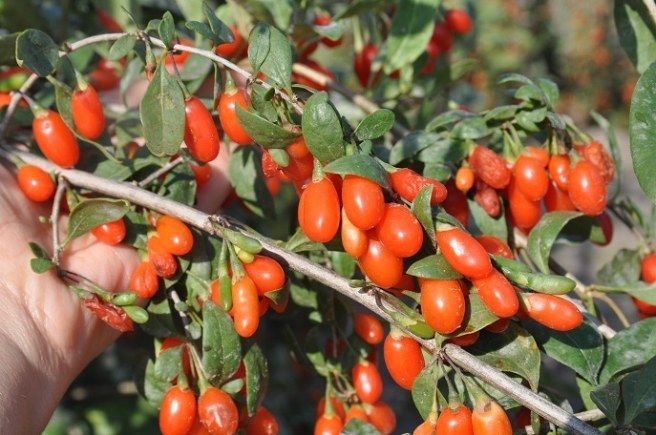 JAGODA GOJI 100cm -3 letnia "Odmiana NEW BIG" i "LYCIUM CHINENSE"