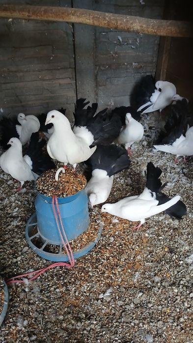 Gołębie pawiki.           .