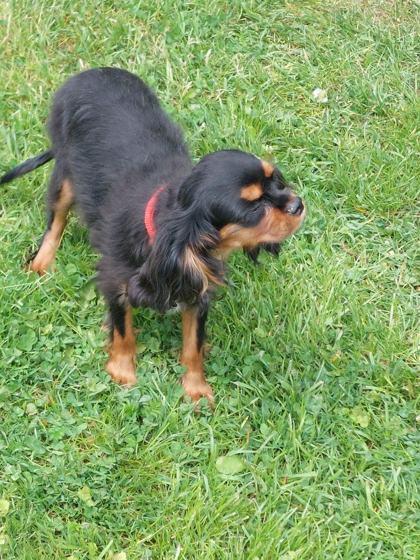 Cavalier King Charles spaniel suczka z rodowodem SWKIPR