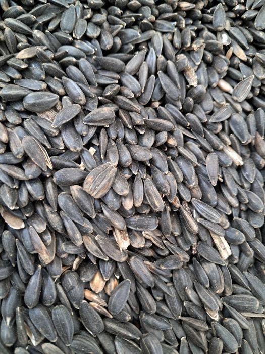 Słonecznik tegoroczny