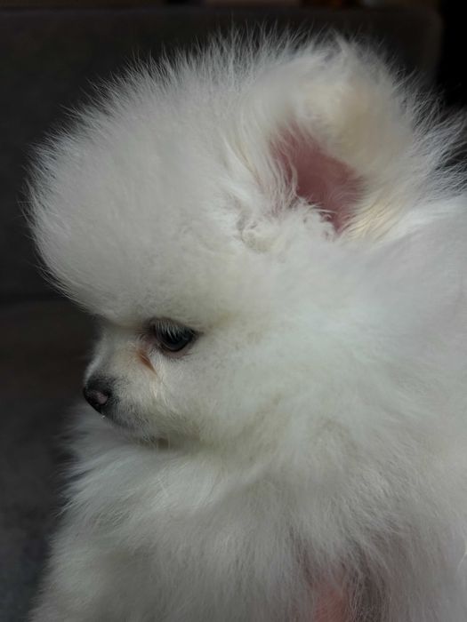 Pomeranian Szpic Miniaturowy Piesek Suczka